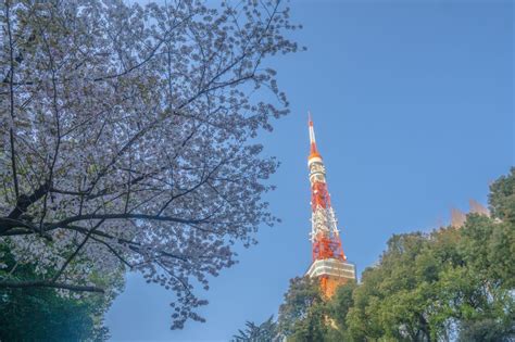 Tokyo Tower Cherry Blossom Viewing