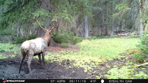 Elk hunting tactics: tips for getting close - Baxter Bowman