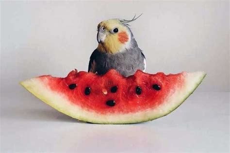 Can Cockatiels Eat Watermelon? Is It Good Or Bad?