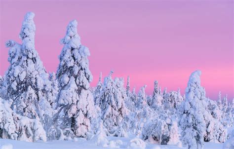 Pink Snow Wallpapers - Top Free Pink Snow Backgrounds - WallpaperAccess