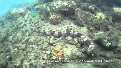 'Walking' Bamboo Shark Discovered In Eastern Indonesia - YouTube