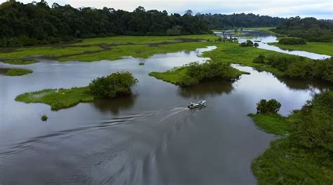 Rainforests Of Africa: The Protectors Of Gabon | Boomers Daily