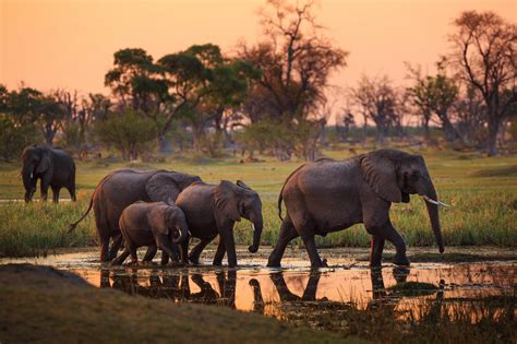 Six Reasons to Visit Botswana in the Green Season