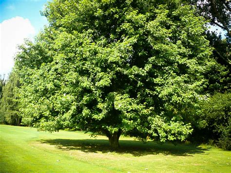 Silver Maple Tree For Sale Online | The Tree Center