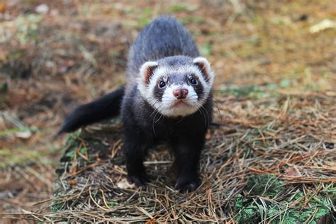 Black-footed Ferret Conservation - The Wolf Center