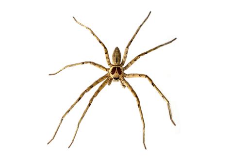 Giant Crab Spider | Pest Library | Burns Pest Elimination