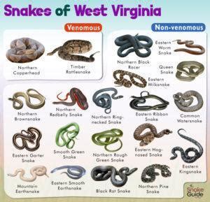 List of Common Venomous and Non-venomous Snakes in West Virginia with ...