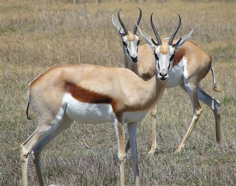 Springbok : Fiche descriptive complète avec photos - Instinct animal