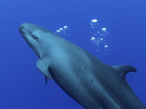 Dozens Of False Killer Whales Mysteriously Strand Themselves In Florida ...