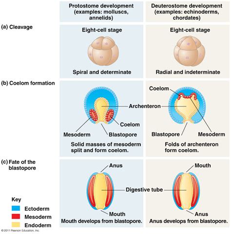 Ciencias de Joseleg: 10 DIGESTIÓN ALGUNOS DEUTEROSTOMOS