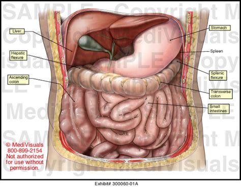 Abdominal Anatomy Medical Illustration Medivisuals