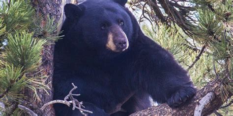 Black Bears - Rocky Mountain National Park (U.S. National Park Service)