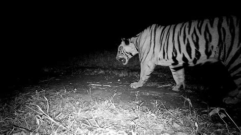 Maharashtra: Camera trap captures tiger in Sahyadri reserve