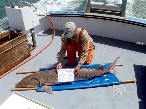 Atlantic Sturgeon – "OCEAN TREASURES" Memorial Library