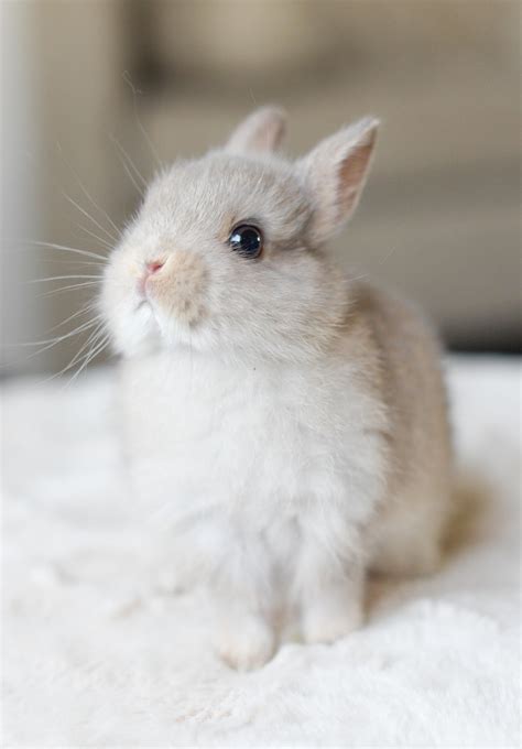 Hop into Spring With These Adorable Cute Animals Bunny Photos and Videos