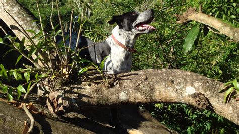 Dogs in Brazil: Dogs that climb trees