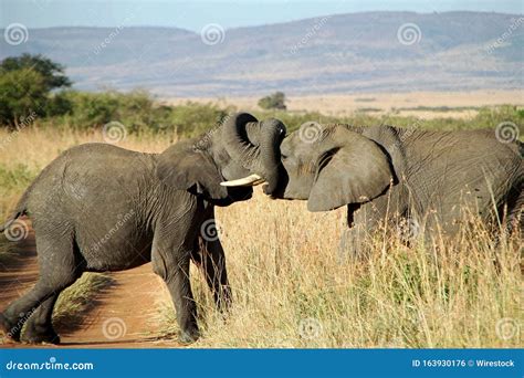 Closeup Shot of a Couple of Elephants Hugging Each Other with the Trunks Stock Photo - Image of ...