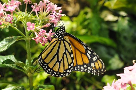 Butterfly Pavilion | Smithsonian National Museum of Natural History