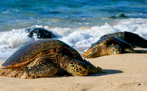 Why Are Sea Turtles Important to the Ecosystem? | Greentumble