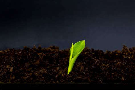 Seed Growing Time Lapse Stock Photos, Pictures & Royalty-Free Images - iStock