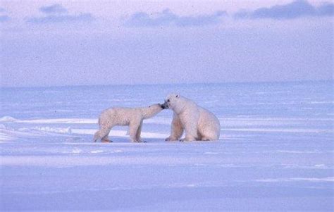 Svalbard Wildlife Expeditions Day Tours (Longyearbyen, Norway): Address ...