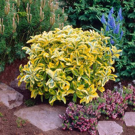 Golden Euonymus Shrubs for Sale | BrighterBlooms.com | Landscaping plants, Golden euonymus, Plants