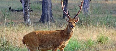 The Vulnerable Barasingha | Critter Science