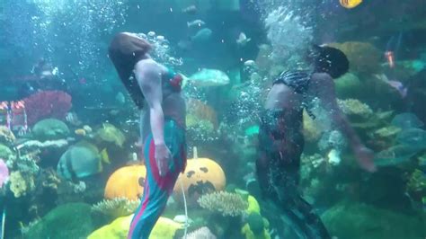 Mermaids in the Silverton Casino Aquarium - YouTube