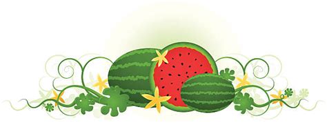 Watermelon Vine Illustrations, Royalty-Free Vector Graphics & Clip Art ...