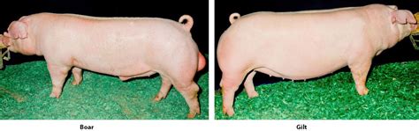 Swine Discovery - Breeds - Landrace | Animal & Food Sciences