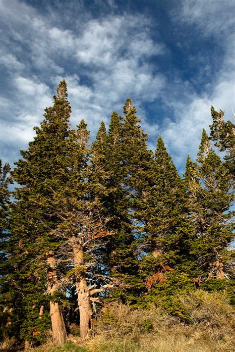 CEDAR BREAKS NATIONAL MONUMENT.