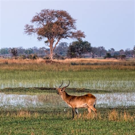 Botswana wildlife - LOUIS MONTROSE PHOTOGRAPHY