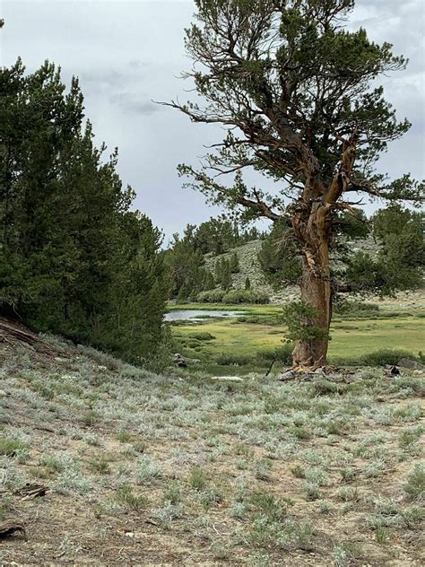 Tamarack Lakes Trail - California | AllTrails