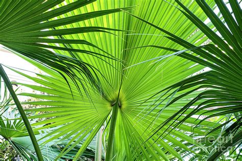 Texas Sabal Palm Fronds Photograph by Tim Gainey - Pixels