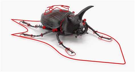 rhinoceros beetle rigged - c4d