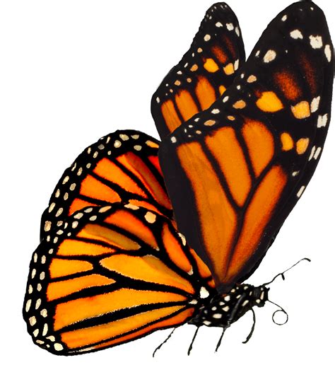 Download Largest Collection Of Free To Edit Monarch Butterflies - Monarch Butterfly Transparent ...
