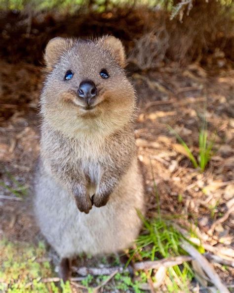 いいね！391件、コメント9件 ― Rottnest Island Ferry & Tours(@rottnestexpress)の ...