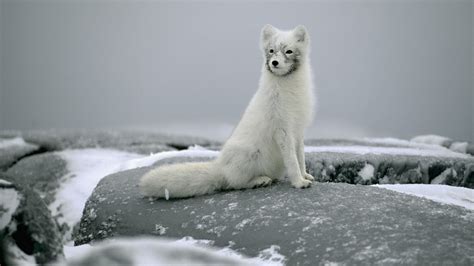 Polar Fox on Stones - Mystery Wallpaper