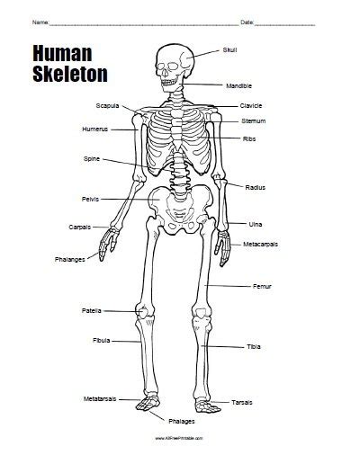 Human Skeleton Worksheet – Free Printable