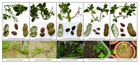 | Morphological differences among selected Arachis species (three... | Download Scientific Diagram