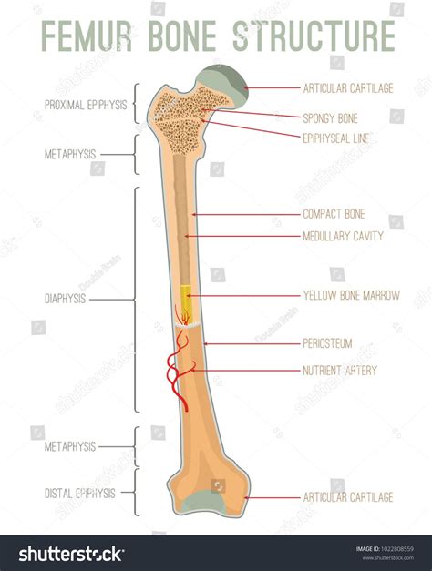 Femur bone structure. Human health concept useful for medical, anatomy and biolog… | Basic ...