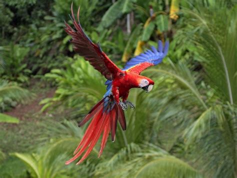 Scarlet Macaw Latest Facts : 7 Wonderful Scarlet Macaw Facts ...