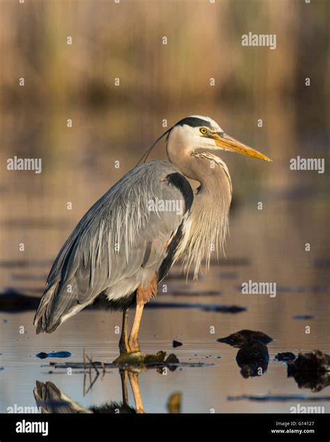 A hunting Great Blue Heron Stock Photo - Alamy