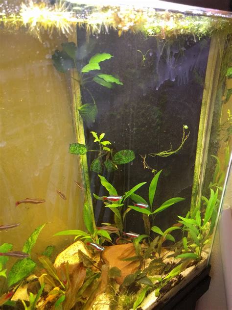 In tank filter ideas for red cherry shrimp | The Planted Tank Forum