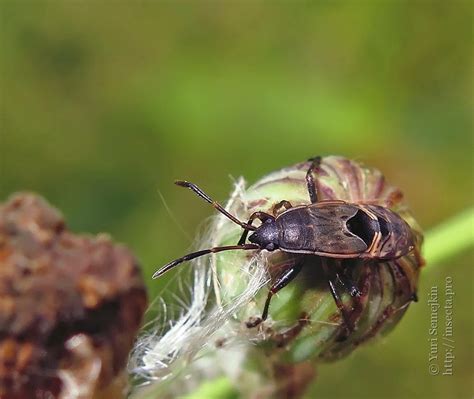 Photo #43774: Lygaeidae sp.