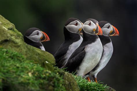 Ten Facts of Puffins – Kah-Wai Lin Photography