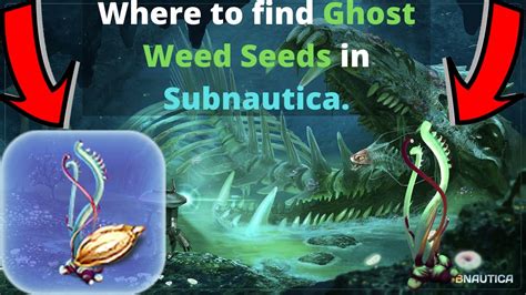 Where to find Ghost Weed Seeds in Subnautica. - YouTube