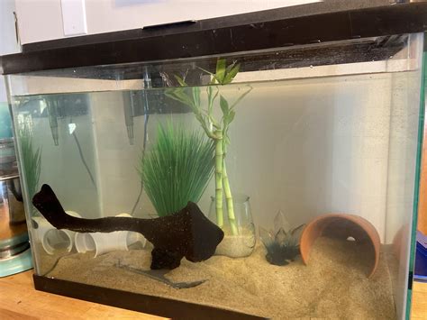 New Axolotl mom here! Any thoughts on my tank set up? Thank you to this ...