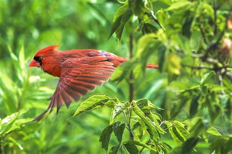 Cardinal in Flight - Michael Samuelson Photography