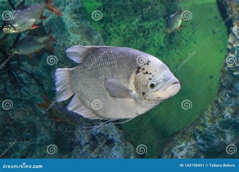 Giant Gourami Osphromenus Goramy in Freshwater Aquarium Stock Image ...